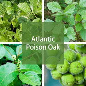 Atlantic Poison Oak