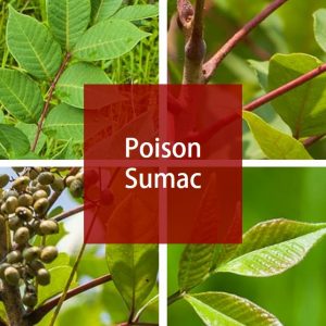 Poison Sumac